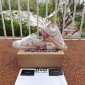 Dolce&Gabbana Shoe in Size 35-41